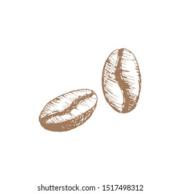 Hand drawn vintage of coffee and 2 coffee grains vector illustration. Natural coffee beans roasted. Pencil drawn in vintage engraving style. Separate on a white background.