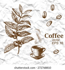 Hand Drawn Vintage Coffee Plant. Vector Illustration Of Coffee.