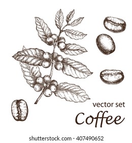 Hand drawn vintage coffee plant. Elements for the graphic design of the menu bars, restaurants, invitations, announcements.