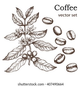 Planta de café vintage dibujada a mano. Elementos para el diseño gráfico de los bares de menús, restaurantes, invitaciones, anuncios.