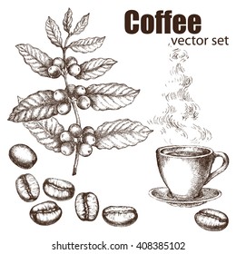 Planta de café vintage dibujada a mano. Elementos para el diseño gráfico de los bares de menús, restaurantes, invitaciones, anuncios. Granos de café y taza de café.  El vapor subiendo del café caliente.