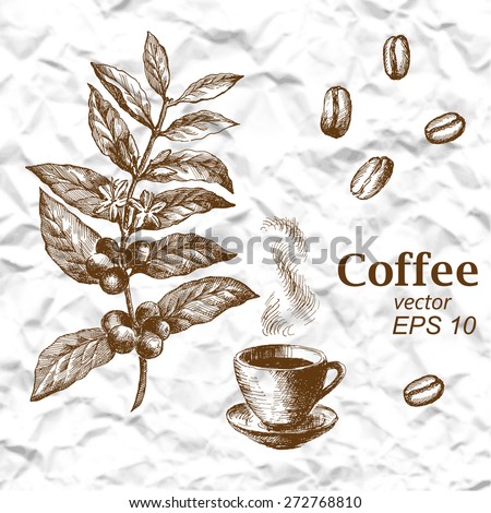 Hand drawn vintage coffee plant. Vector illustration of coffee.