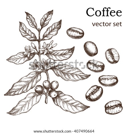 Hand drawn vintage coffee plant. Elements for the graphic design of the menu bars, restaurants, invitations, announcements.