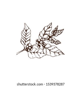 Hand drawn vintage coffee-tree twig with coffee berries and leaves. Vector illustration. Decoration of a coffee house or coffee shop. Pencil drawn in vintage engraving style. Isolate