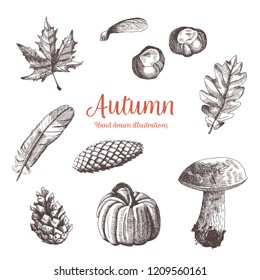 Hand drawn vintage collection of autumn elements. Vector illustration of pumpkin, bolete, leaves, tree cones, feather and chestnuts.