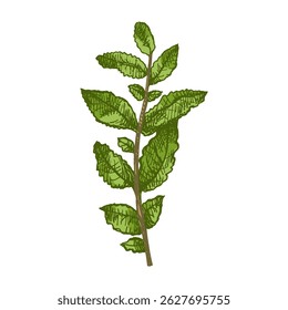 Hand drawn vintage colored sketch of a mint sprig with textured leaves, isolated vector illustration. Rustic culinary herb element perfect for kitchen, botanical or organic design themes.