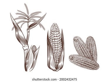 Hand Drawn Vintage Corn. Cereal Plants Sketch Drawing. Agriculture Harvest. Maize Cobs, Stalk With Leaves And Flower. Grain Food Cultivation. Isolated Sweetcorn Set. Vector Farming Crop