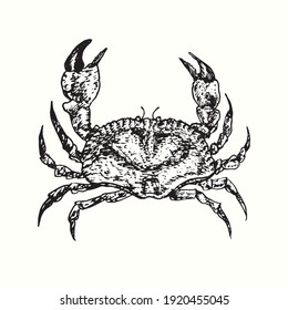 Hand drawn vintage crab top view. Ink black and white drawing. Vector illustration