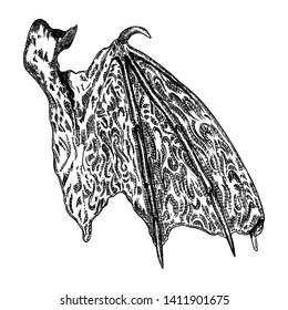 Hand drawn vintage etched woodcut fallen angel or vampire detailed wings. Dragon or gargoyle wings. Heraldic wings for tattoo and mascot design. Isolated sketch collection. Vector.