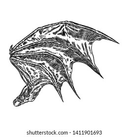 Hand drawn vintage etched woodcut fallen angel or vampire detailed wings. Dragon or gargoyle wings. Heraldic wings for tattoo and mascot design. Isolated sketch collection. Vector.