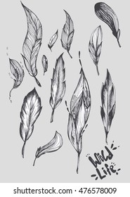 Hand drawn vintage feather. 