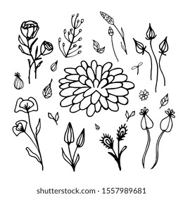 Hand Drawn vintage floral elements of flowers, leaves, branches, decorative plants for design background, invitations, greeting cards, logos, flayers, scrapbooking. Beautiful Isolated vector on white