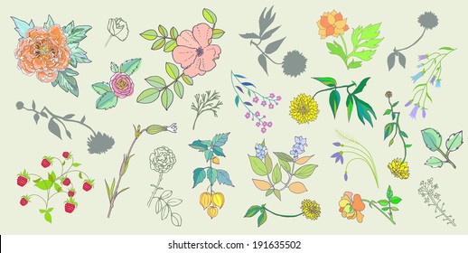 Hand Drawn vintage floral elements. Set of flowers.