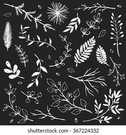 Hand Drawn vintage floral elements. Set of decorative branches.