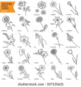 Hand drawn vintage flowers vector set. Volume 1. Pen graphic floral collection. Rose, gerbera, peony, lily. Trendy design elements. All buds and most of leafs are separate from stalks.