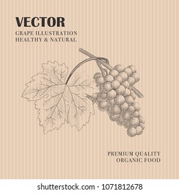 Hand drawn vintage grape icon. Botanical design. Vector illustration.