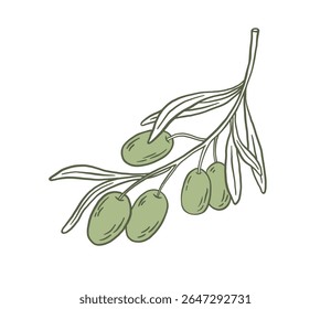 Hand drawn vintage green olive branche vector illustrations. Mediterranean Italian food. Perfect for organic oil labels, packaging design, cosmetics, product branding