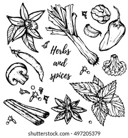 Hand drawn vintage herbs and spices set ( rosemary, garlic, mint, vanilla, pepper, cinnamon etc). Retro art vector illustration.