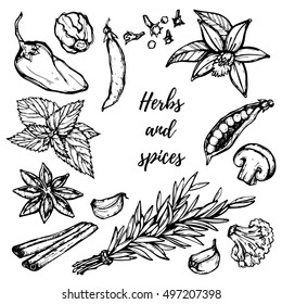 Hand drawn vintage herbs and spices set ( rosemary, garlic, mint, vanilla, pepper, cinnamon etc). Retro art vector illustration.