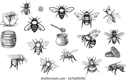 Hand Drawn Vintage Honey bee art stock vector illustration silhouette - Design Logo Magazine Poster Banner design elements