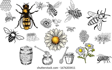 Hand Drawn Vintage Honey bee art stock vector illustration silhouette - Design Logo Magazine Poster Banner design elements