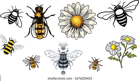 Hand Drawn Vintage Honey bee art stock vector illustration silhouette - Design Logo Magazine Poster Banner design elements