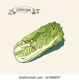  hand drawn vintage illustration of cabbage