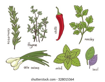 Hand drawn vintage illustration - herbs and spices. Vector