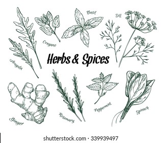 Hand drawn vintage illustration - herbs and spices. Vector