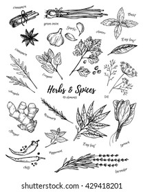 Hand drawn vintage illustration - herbs and spices. Vector