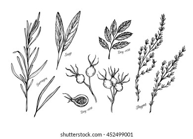 Hand drawn vintage illustration - herbs and spices (sage, tarragon, wild rose and thyme). Vector