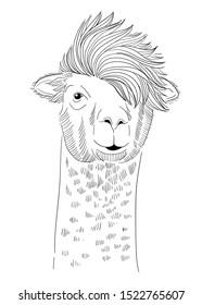 Hand drawn vintage illustration of lama with long hair