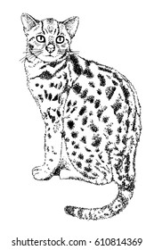 Hand drawn vintage illustration of ocelot. Wild cat image