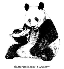 Hand drawn vintage illustration of panda eating banana. Isolated vector illustration