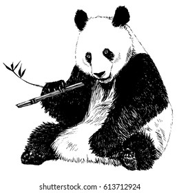 Hand drawn vintage illustration of panda eating bamboo. Isolated vector illustration