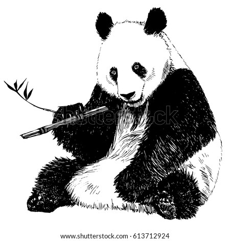 Hand Drawn Vintage Illustration Panda Eating Stock Vector (Royalty Free ...
