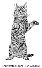 Hand drawn vintage illustration of standing cat. Vector image for your design. Print, t-shirt, poster