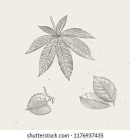 Hand drawn vintage illustrations of leafs