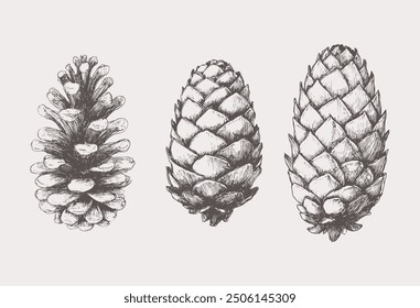 Hand drawn vintage ink sketch illustrations set of fir and pine cones isolated on a white background. Linear flat vector illustration. Decorative elements. Vector isolated illustration