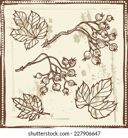 Hand drawn   vintage leaves and berries  sketch.  All objects are conveniently grouped  and are easily editable.