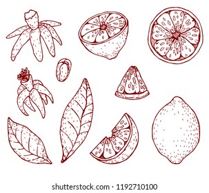 Hand drawn vintage lemon plant. Elements for the graphic design of the menu bars, restaurants, invitations, announcements.