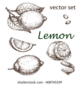 Hand drawn vintage lemon plant. Elements for the graphic design of the menu bars, restaurants, invitations, announcements. Whole and cut fruit lemon, lemon tree branch .