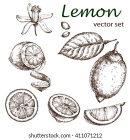 Hand drawn vintage lemon plant. Elements for the graphic design of the menu bars, restaurants, invitations, announcements.