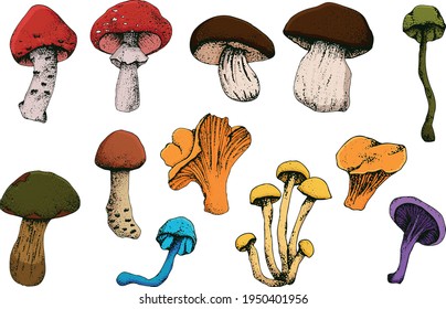 Hand drawn vintage mushrooms. Edible mushrooms vector background. Hand drawn food drawings. Forest plants sketches. Perfect for recipe, menu, label, icon, packaging, Botanical design