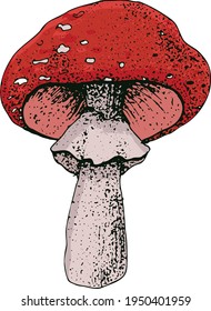 Hand drawn vintage mushrooms. Edible mushrooms vector background. Hand drawn food drawings. Forest plants sketches. Perfect for recipe, menu, label, icon, packaging, Botanical design