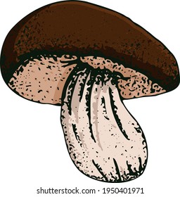 Hand drawn vintage mushrooms. Edible mushrooms vector background. Hand drawn food drawings. Forest plants sketches. Perfect for recipe, menu, label, icon, packaging, Botanical design