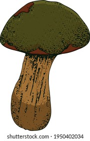 Hand drawn vintage mushrooms. Edible mushrooms vector background. Hand drawn food drawings. Forest plants sketches. Perfect for recipe, menu, label, icon, packaging, Botanical design