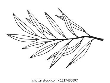 Hand drawn vintage olive branch. Ornate element for extra virgin Greek olive oil label. Vector isolated illustration. 