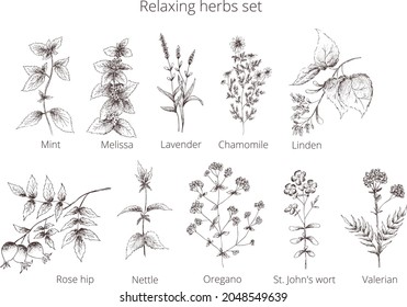 Hand drawn vintage outline abstract 
vector. Naturopathic medicine set relax herbs: mint, melissa, chamomile, lavender, oregano, linden, valerian, St. John's wort, rose hip, nettle.Silhouette isolated