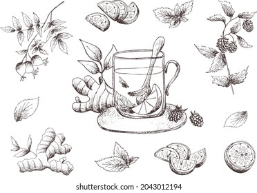 Hand drawn vintage outline detox vector image on transparent background. Naturopathic medicine set: herbal tea mug, lemon, mint, ginger root, rose hip.  clipart. Pharmacy. Healthy